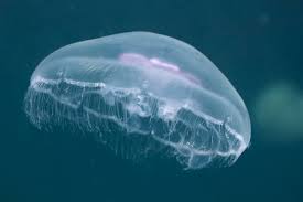 crown Jellyfish